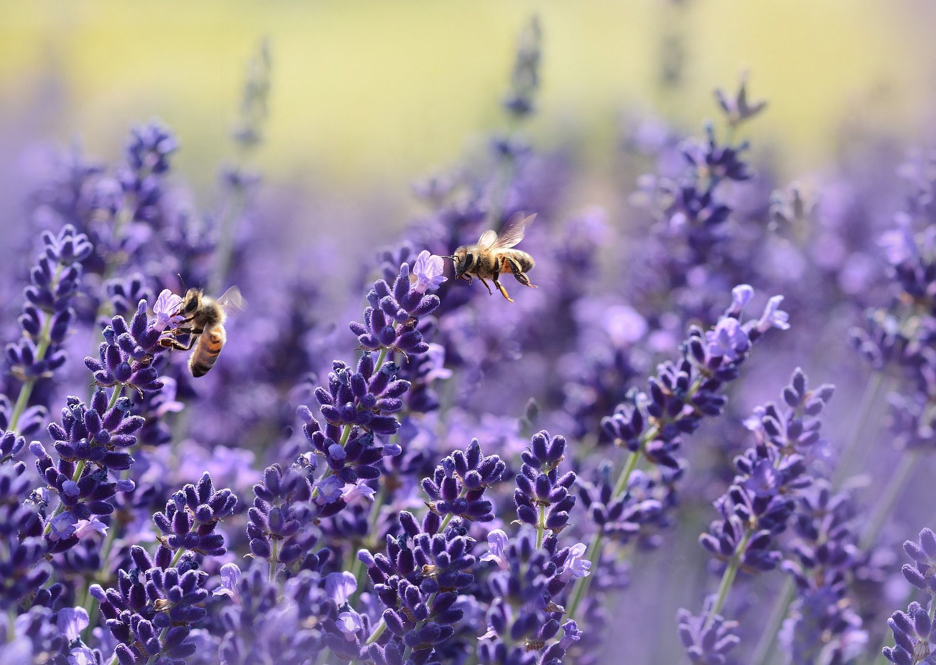 Yoga Lavanda